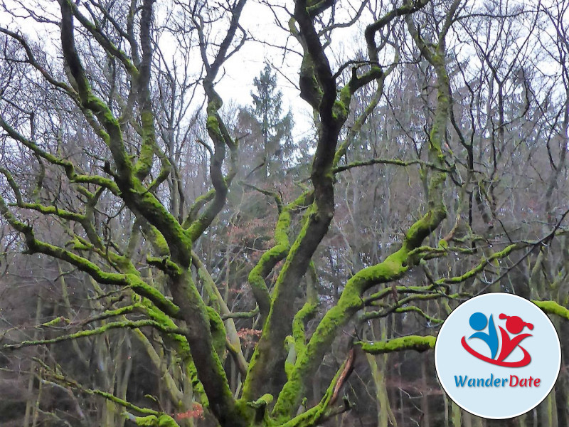 Wandergaudi im Taunus