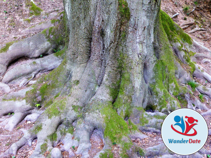 Buddhas Panoramaweg im Odenwald