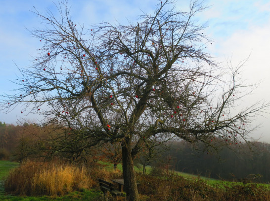 Meditative Meistertour im Taunus