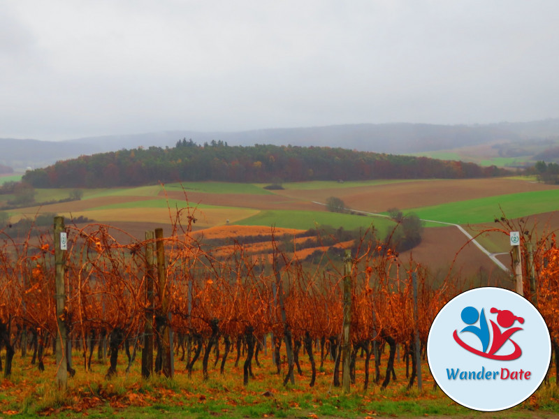 Weininsel Wanderung in Gross-Umstadt