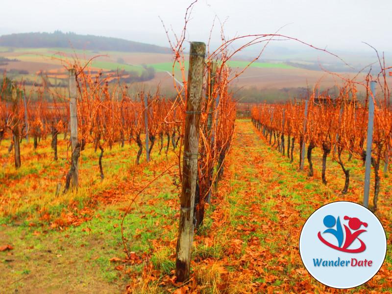 Weininsel Wanderung in Gross-Umstadt