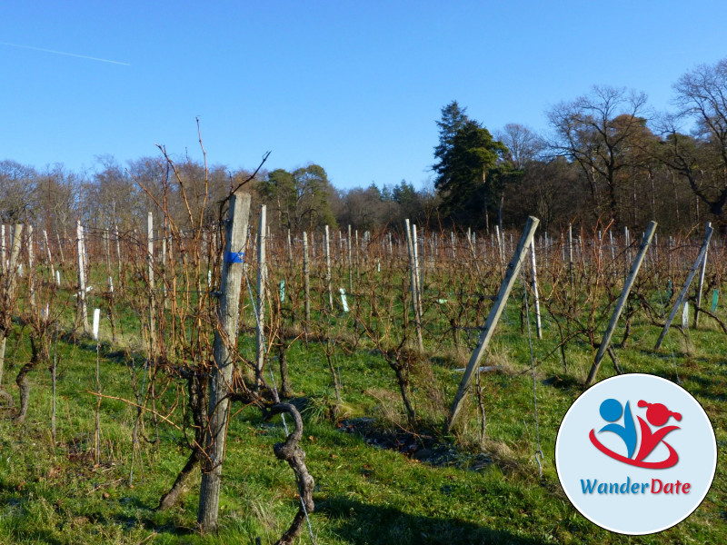 Weininsel Wanderung in Gross-Umstadt