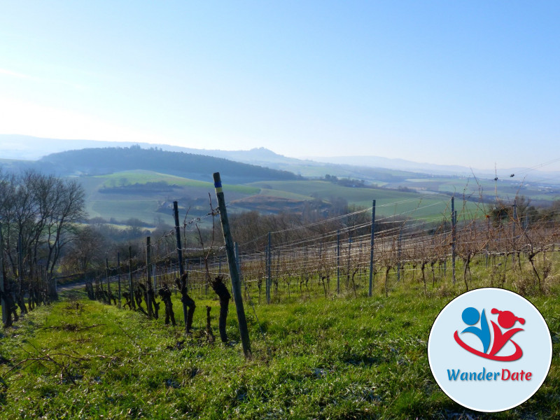 Weininsel Wanderung in Gross-Umstadt