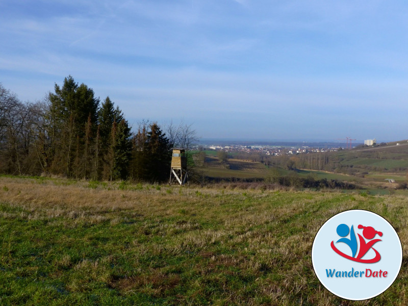 Weininsel Wanderung in Gross-Umstadt