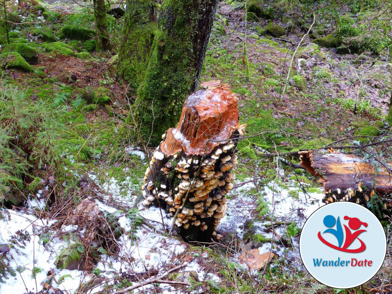 Schneetouren im Schwarzwald