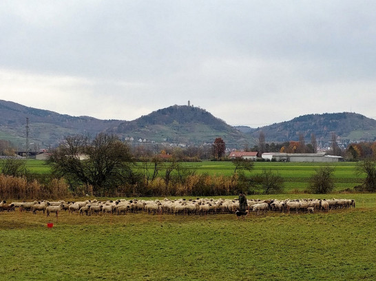 Kloster Lorsch und Freilichtlabor Lauresham