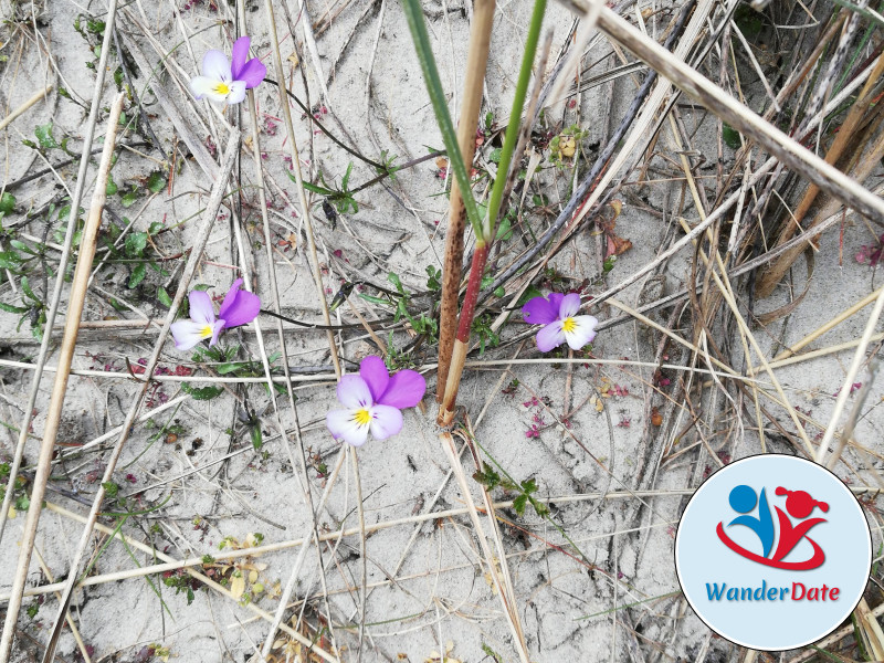 Inselhopping an der Nordsee