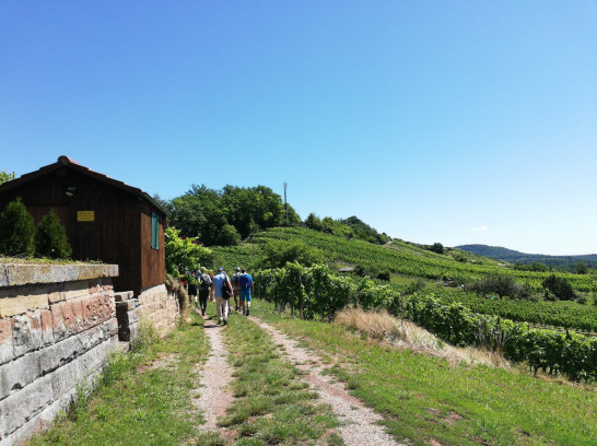 Kloster Maulbronn, Weinberge und Seen