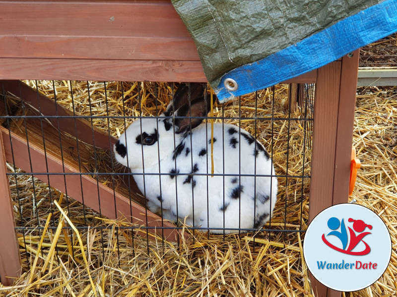 Heilquellen, Hütten und Elvis in Bad Nauheim