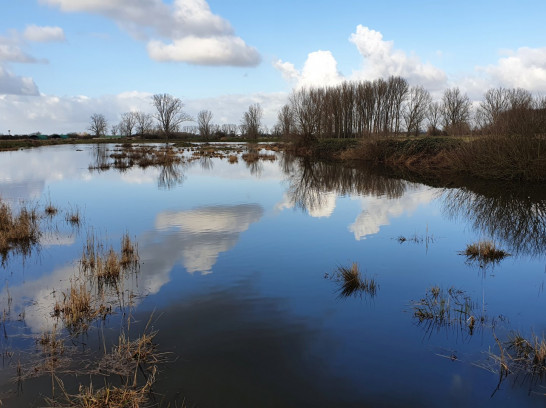 Erlensee und Pfungstädter Moor