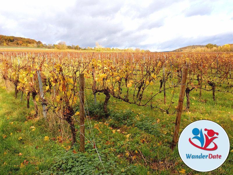 Den Rheingau erleben