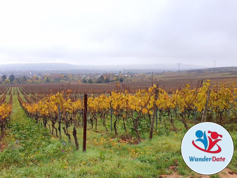 Den Rheingau erleben