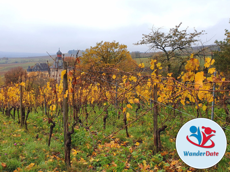 Den Rheingau erleben