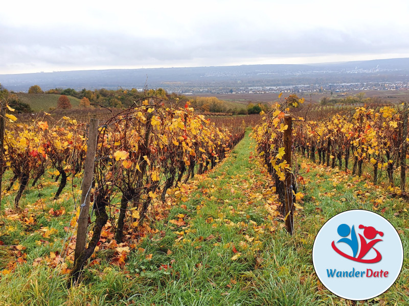 Den Rheingau erleben