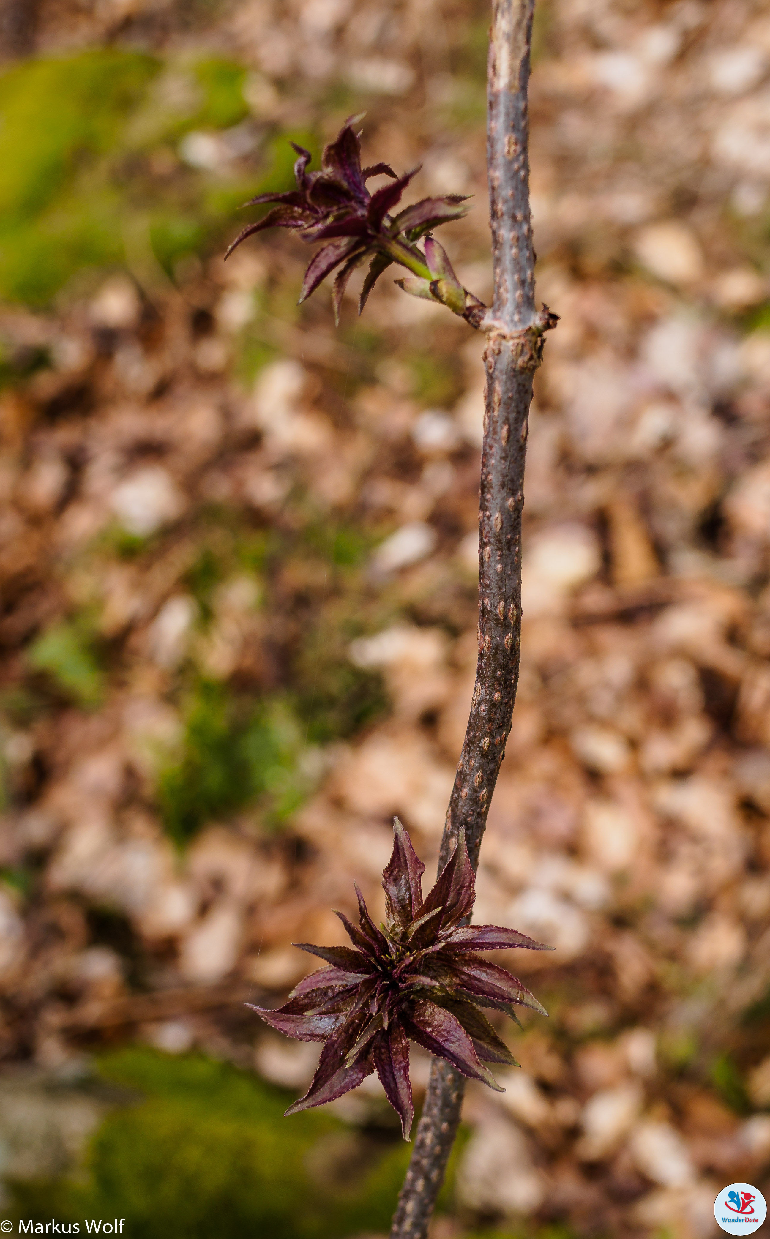 20150406 Sankt Jost Pilgerweg