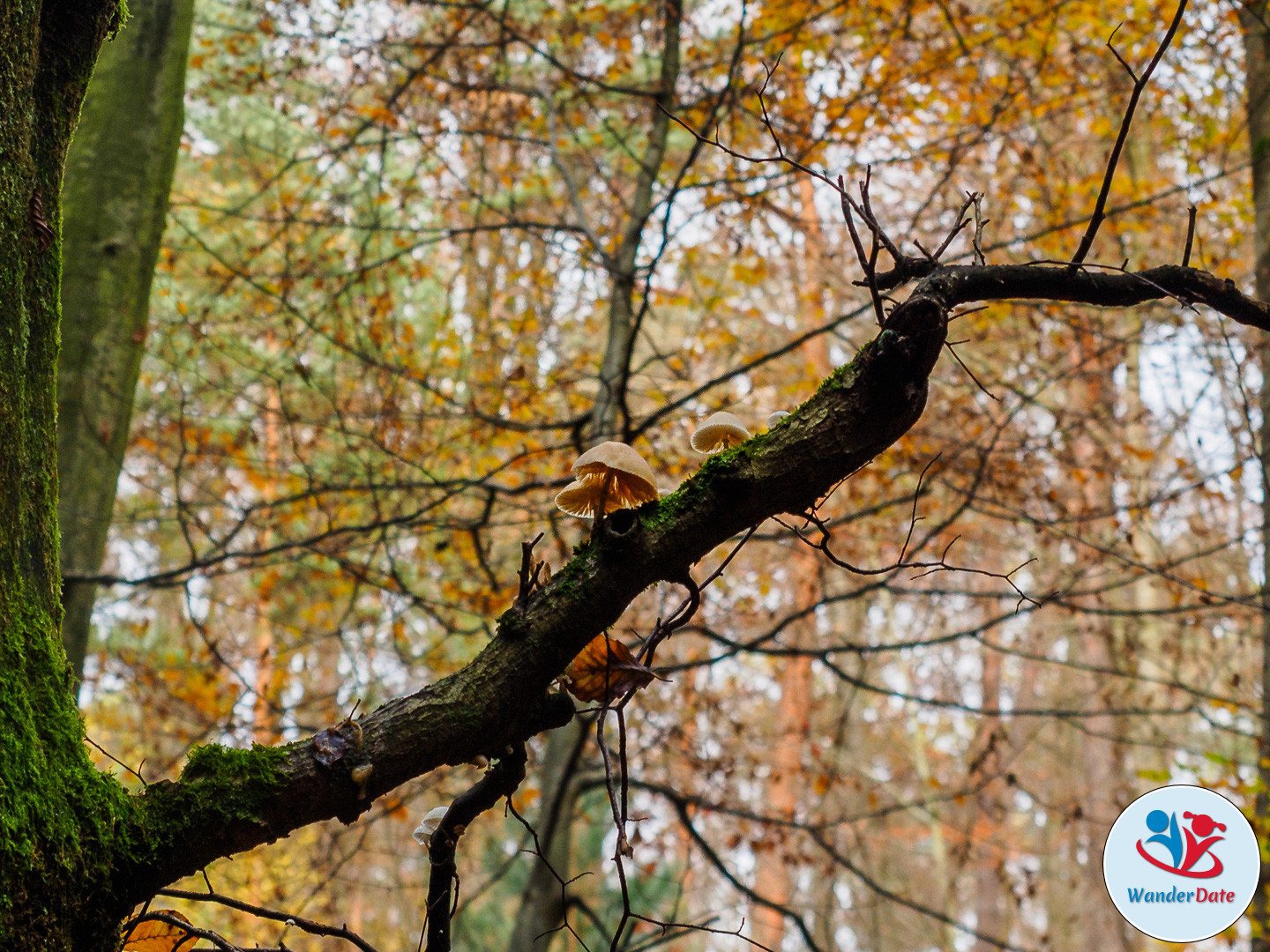 20161113 WD Höchst Märchenwald