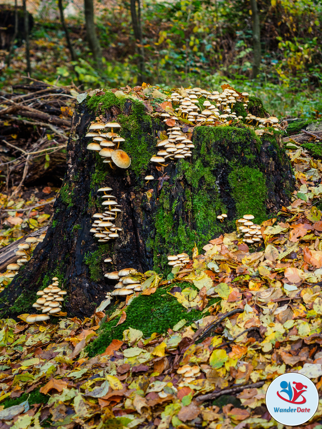 20161113 WD Höchst Märchenwald