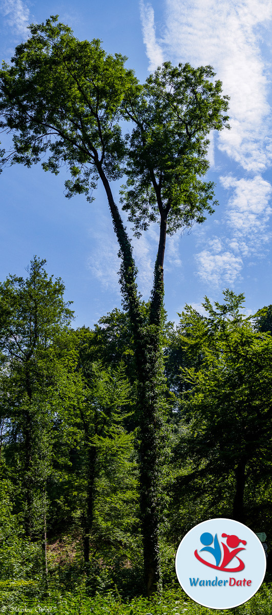 2015-06-15 Wanderdate Weinheim (11 von 26)