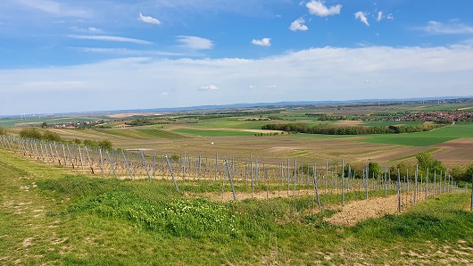 Weinreben  