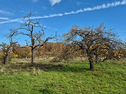 Streuobstwiesen  
