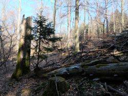 Wald  