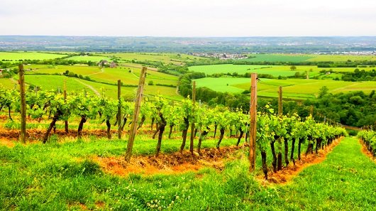 Kloster Eberbach Tour  