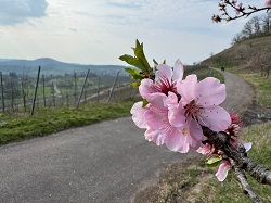 Mandelblütenweg  
