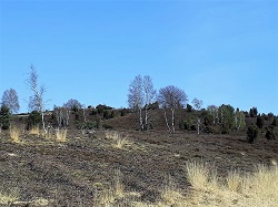Wilseder Berg  