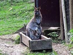 Kangaroo  