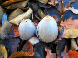 Pilze  